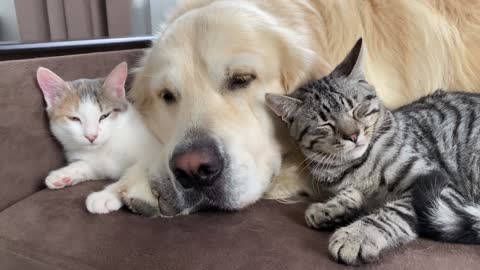 What does a Golden Retriever and Kittens sleep look like