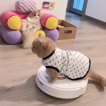 Cats have programmed the robot cleaner?