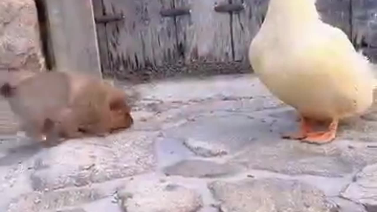 cute duck and dog