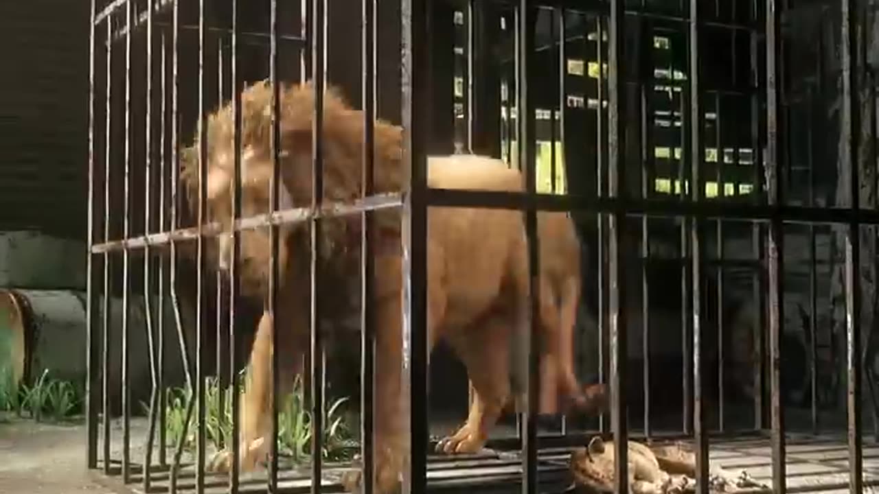 funny video