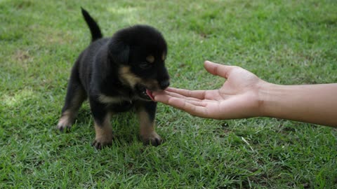 Cute Puppy Baby Dog Playing In The Green Park