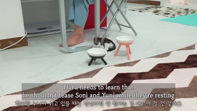 The Rescued Kitten Makes the Big Cat Angry and Runs Away Quickly │ Episode.29