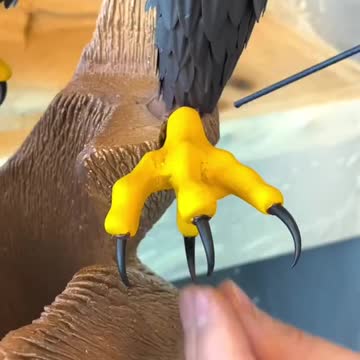 Chocolate Bald Eagle