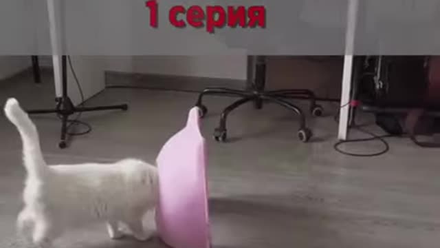 Cute cat Baby cat Video of cat lovely pet Compilation Lovely cat