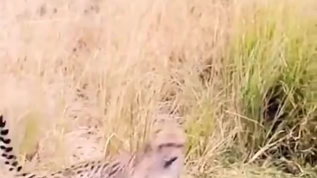 Leão invasor