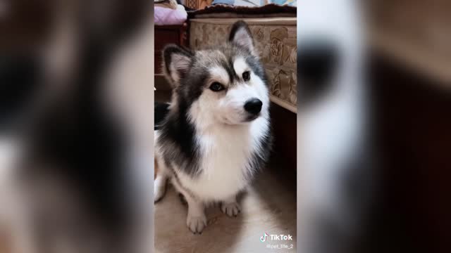 Funny Dogs - tiktok compilation