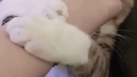 Funny cat video 😂😂😂