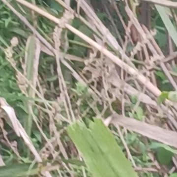 Hummingbird on a branch