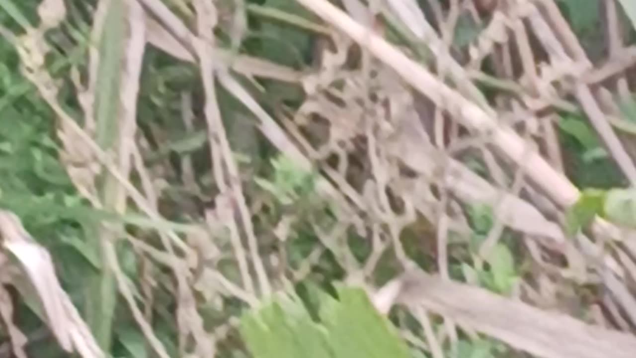 Hummingbird on a branch