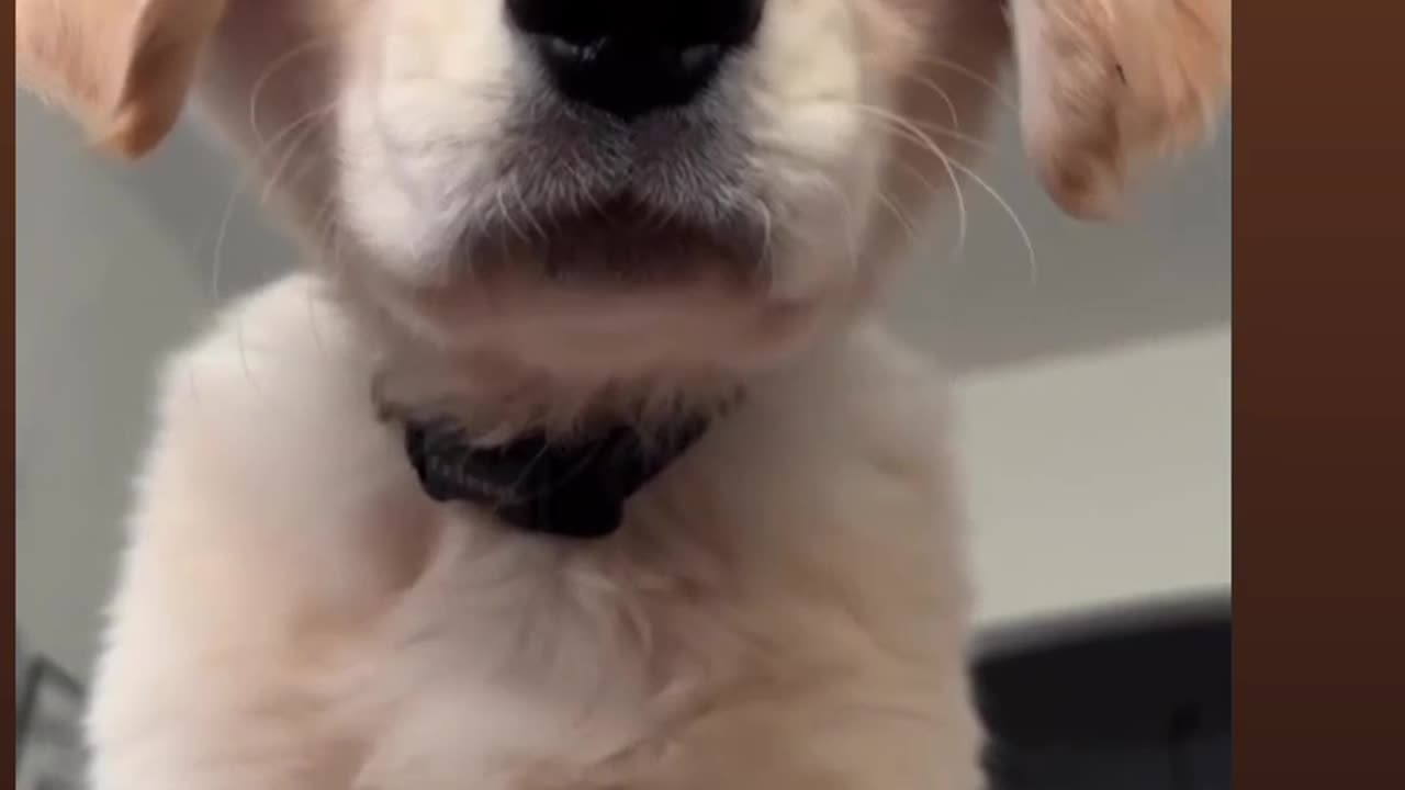 DOG REPLY TO HUMAN MOTHER