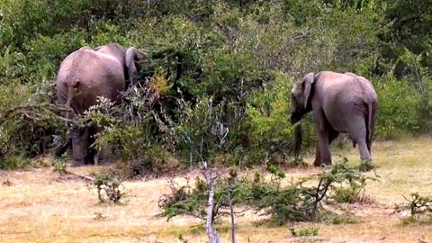 Bull Elephant Gives Himself A Dust Bath In Kenya