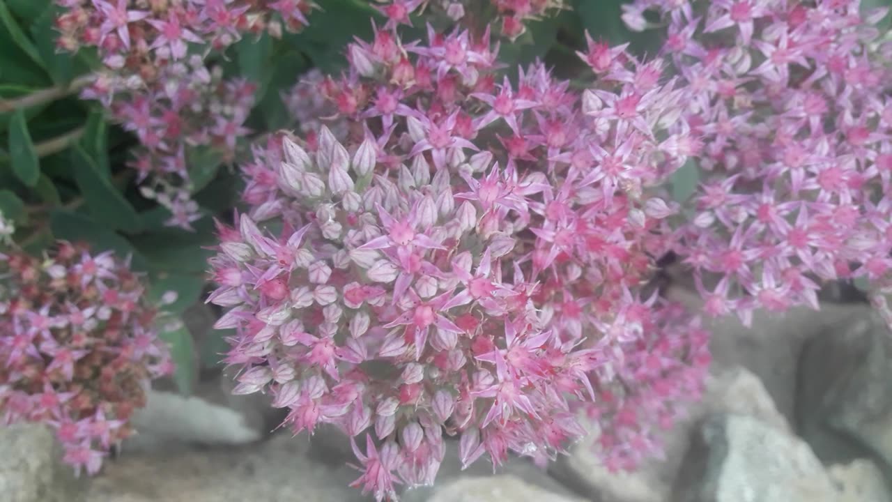 Sedum flowers