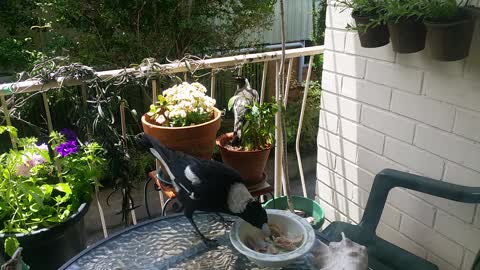 Magpies Eating Chicken