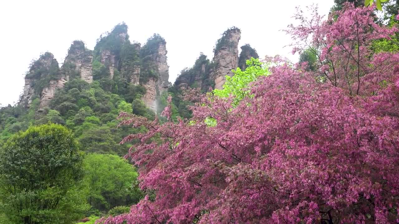 "Avatar" Mountain & Wulingyuan Scenic Area