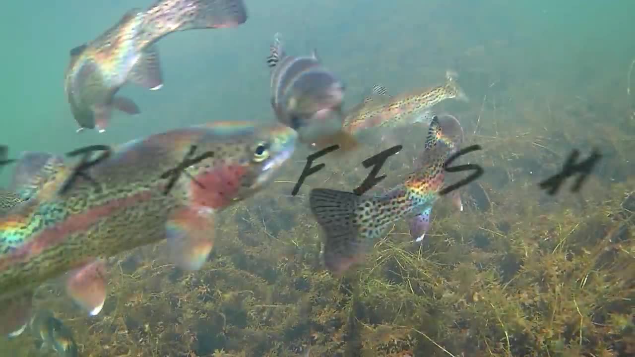 How to Catch Trout with a Drop Shot - Amazing Underwater Trout Strikes and Reactions-1