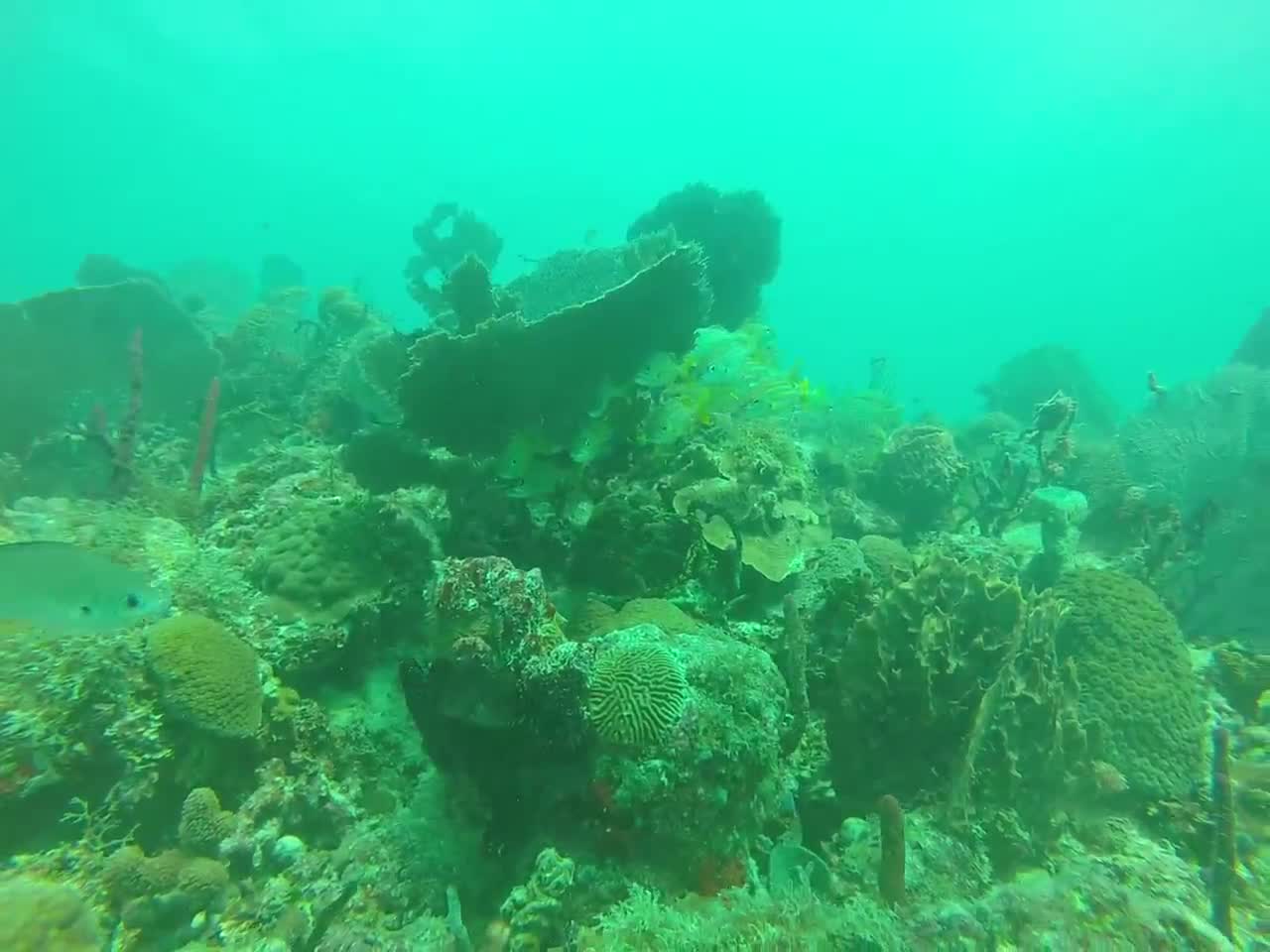 Plongée dans la mer des Caraïbes en République Dominicaine