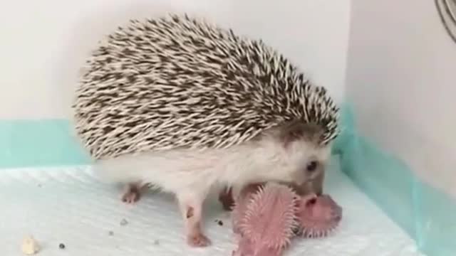 Nature lovers, Cute animal