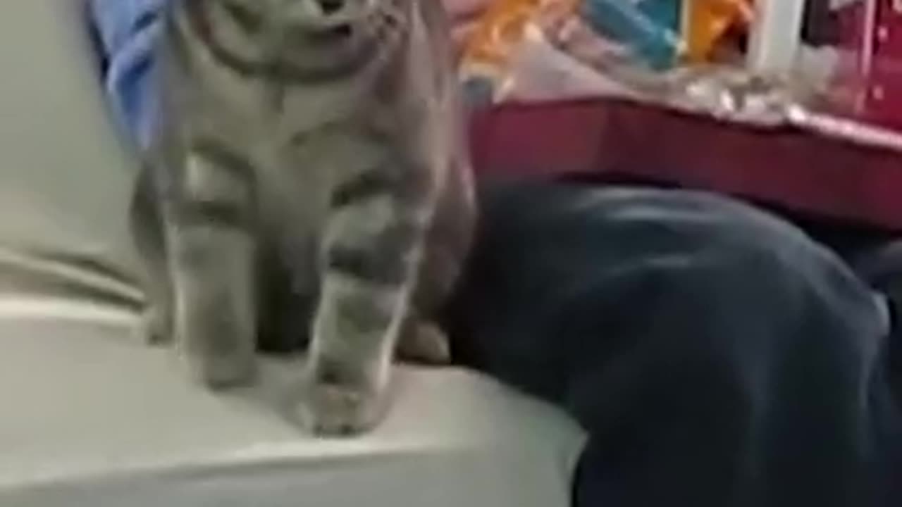 funny cat