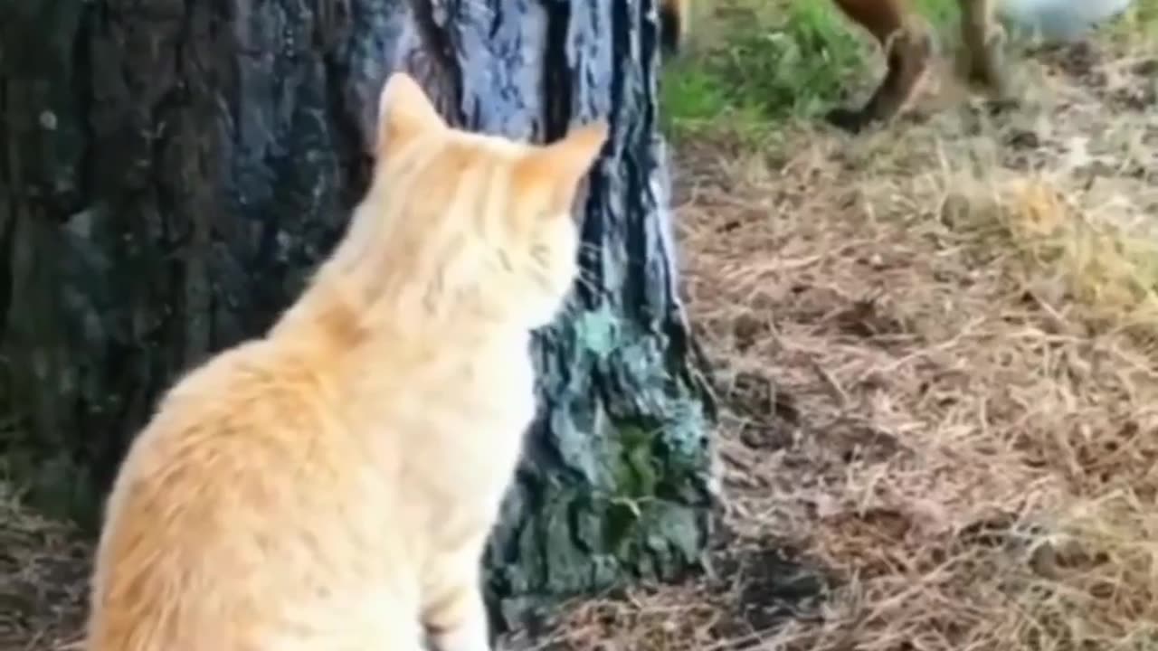 amazing funny video #reels #funnny #animals