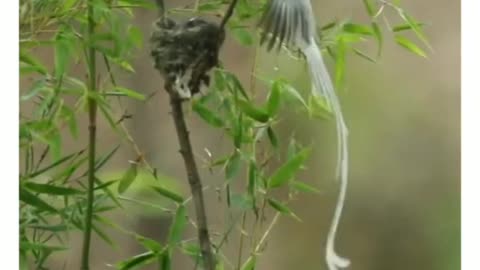 The bird is easily recognized in flight by the black band at the end of its tail.