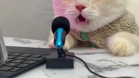 Cat on mic part 2