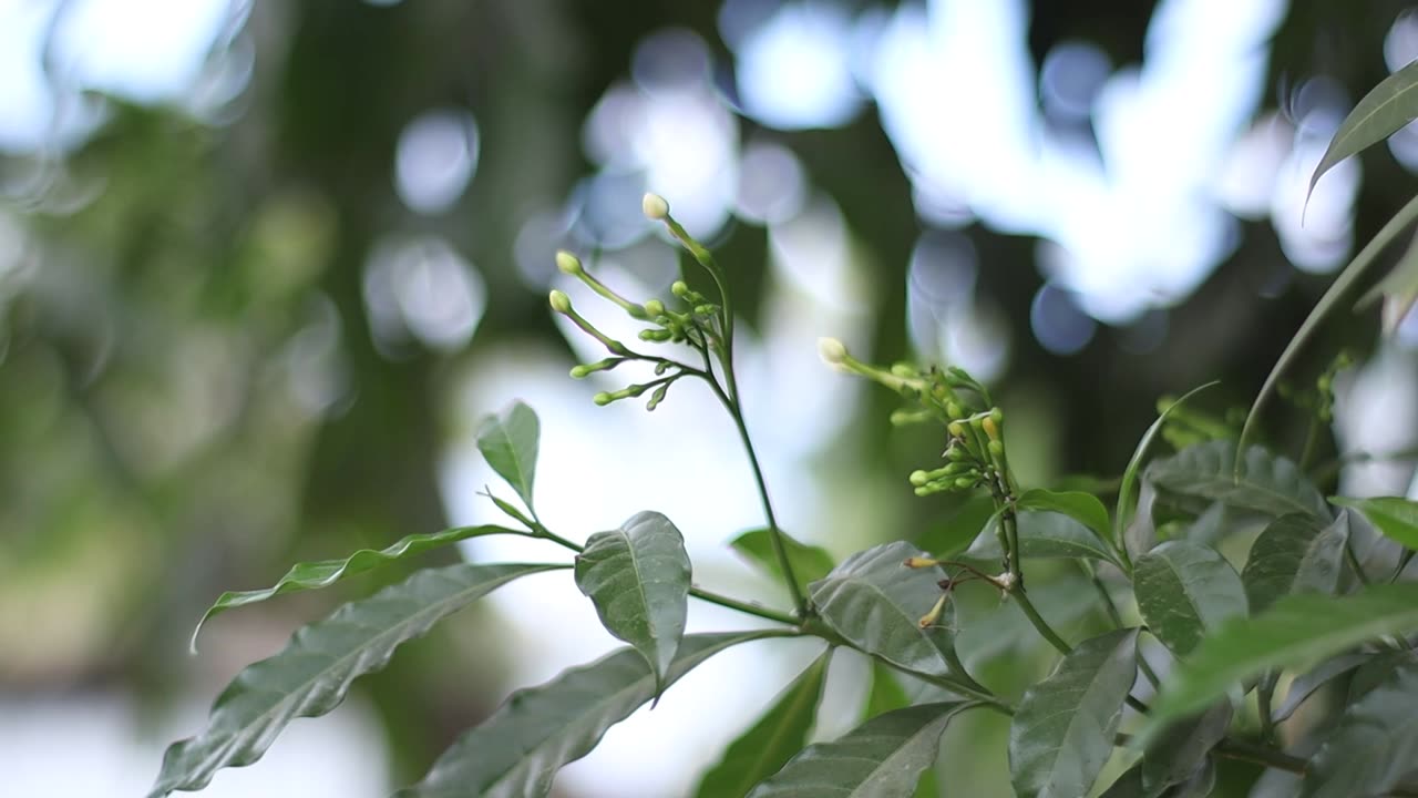 What are the green leaves?