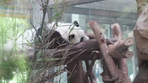 Lovely giant panda, come and have a look