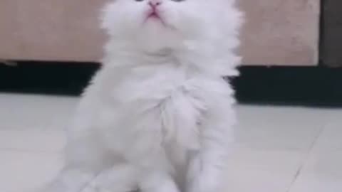 Cute 🥰 kitty 🐈🐈☺️