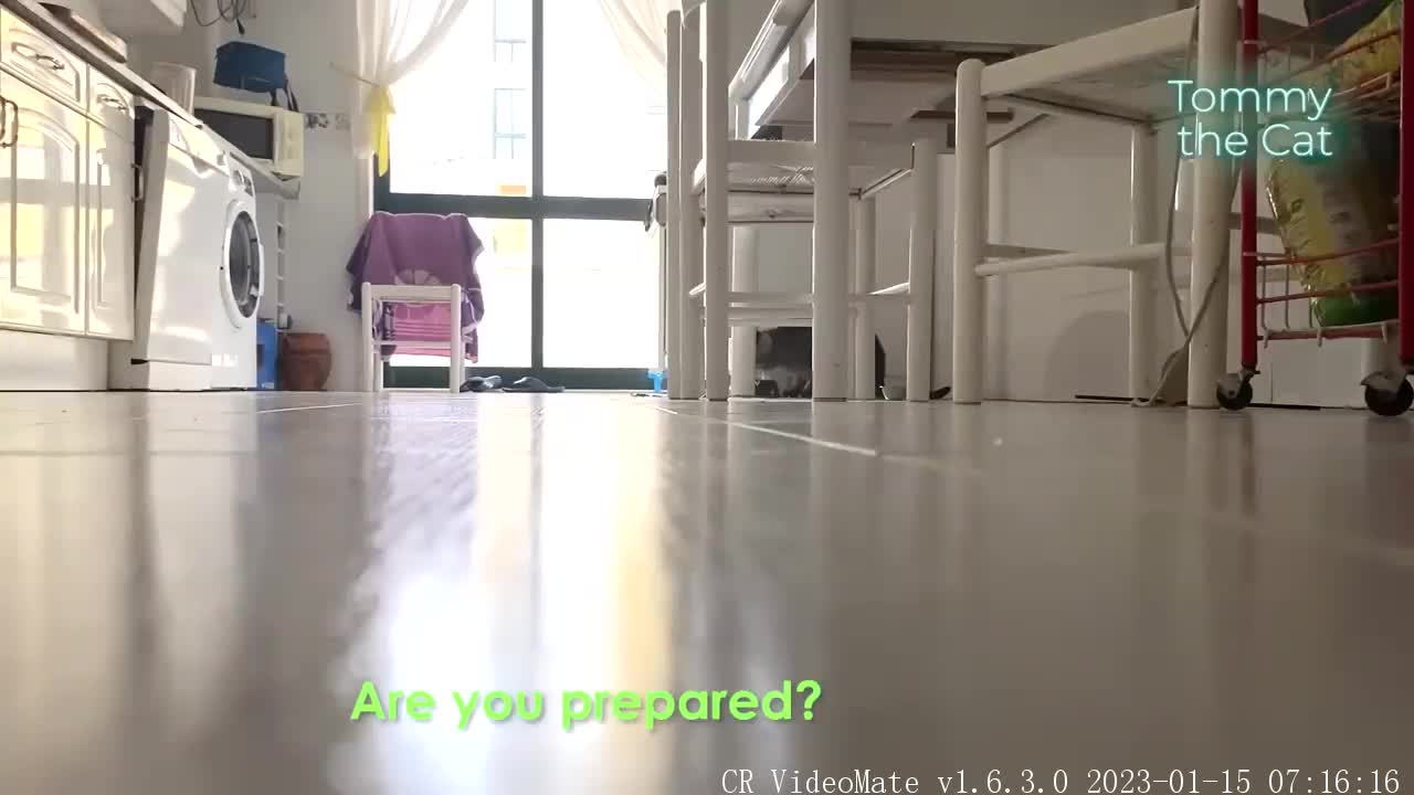 My neighbors didn’t believe me, so i secretly filmed my cat to prove it