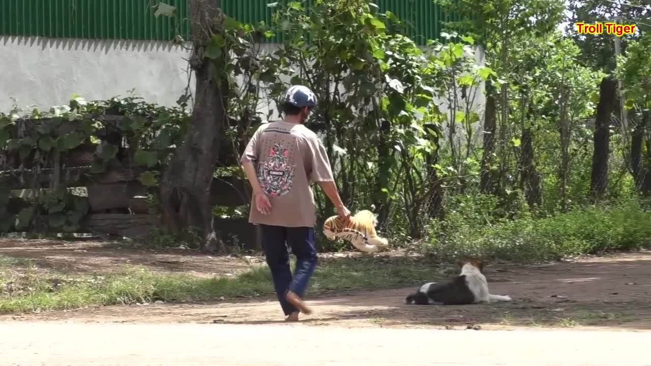 Pranking Dog wiht Fake Tiger Sooooo Funny!!!