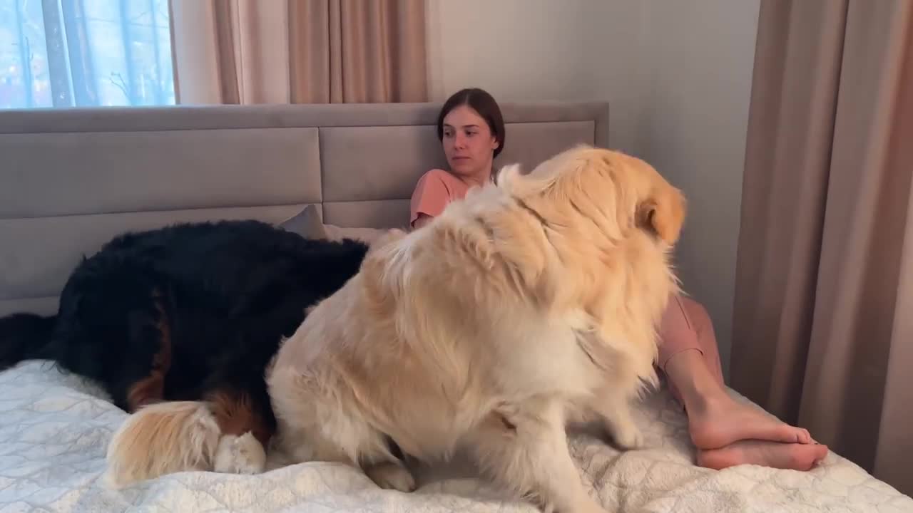 Golden Retriever and Bernese Mountain Dog Fight for Mom's Attention