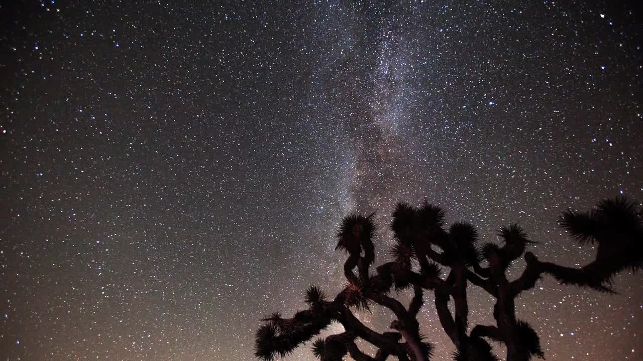 Joshua Tree Park under the Milky Way