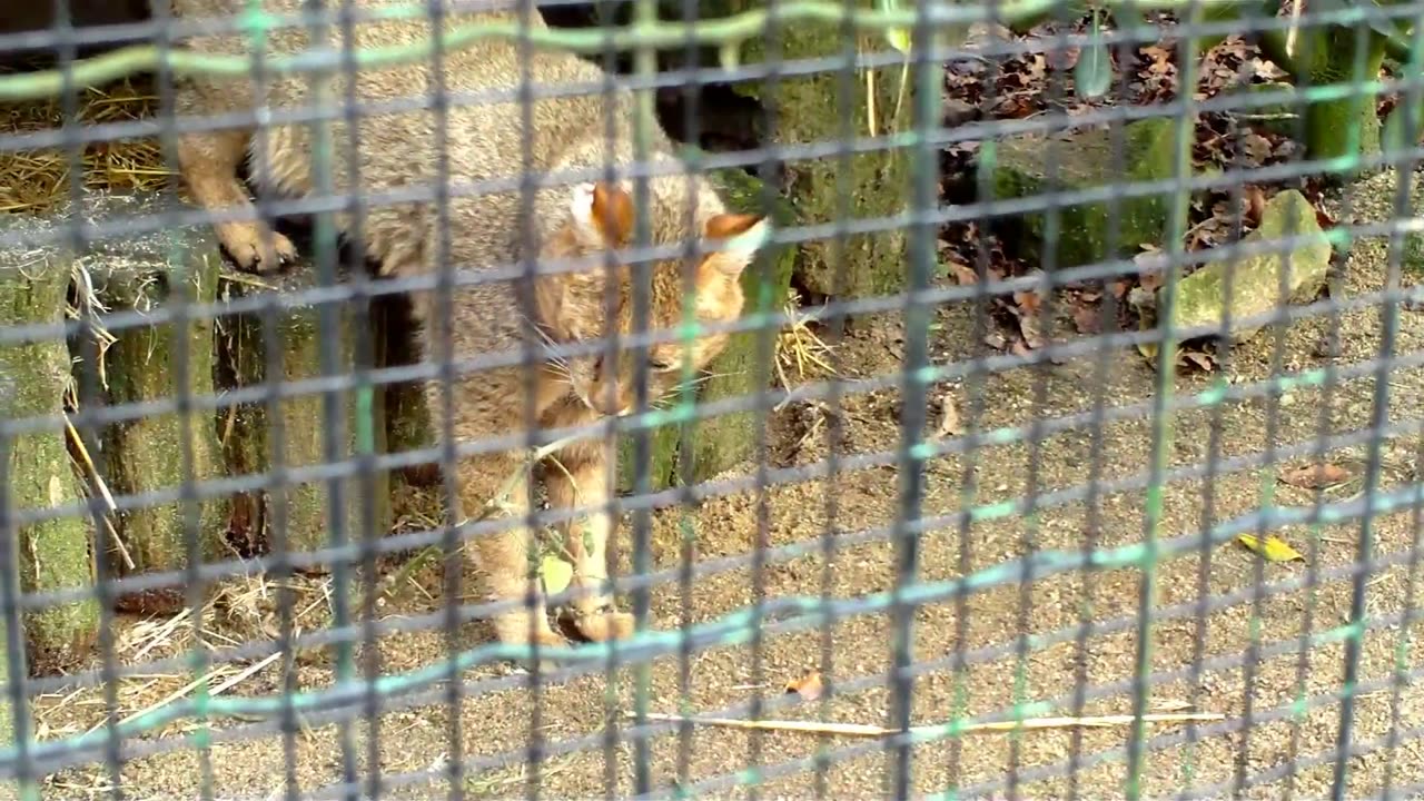 Jungle Call Cat .........!!!