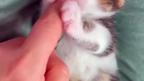 #kitten #99#cats #funnyvideo #catslife #fyp #kittensoftiktok #catlover baby cat#shorts