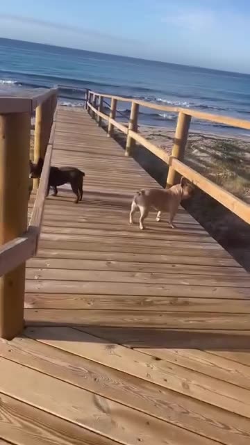 Took the dogs for a walk at the beach