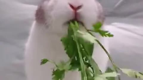 Rabbit eating celery