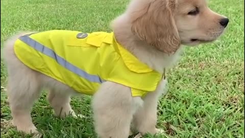 Funny Golden Retriever Puppies - Funny Puppy Videos