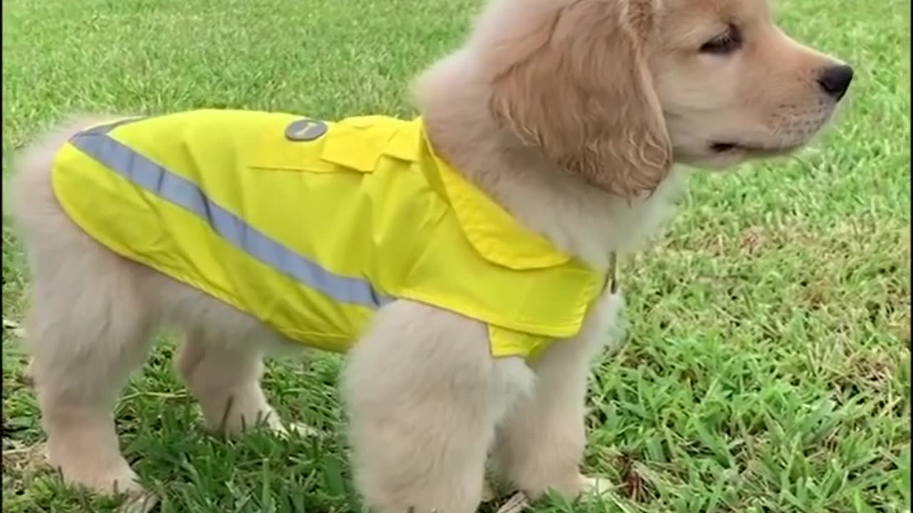 Funny Golden Retriever Puppies - Funny Puppy Videos