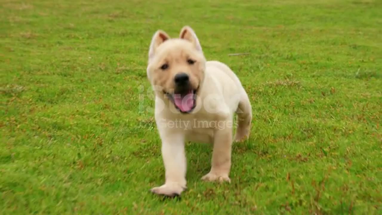 Lovely Puppy Labrador Running To The Camera On The Lawn 4k Video