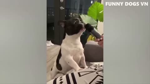 Funny dogs compilation dog videos funny videos 2021