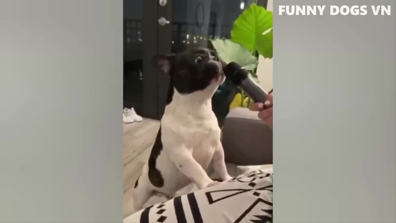 Funny dogs compilation dog videos funny videos 2021
