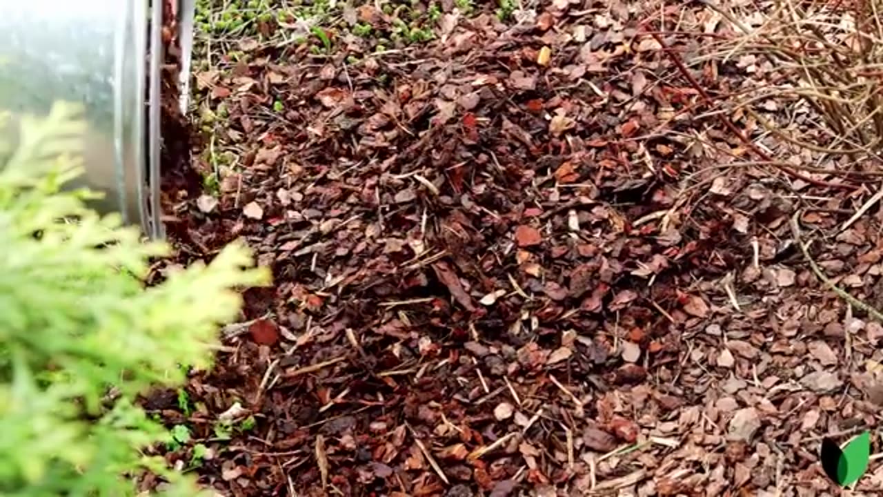 Mulch Mound: Enhance Your Garden's Beauty