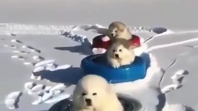 Adorable fluffy balls playing in the snow