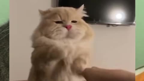 Funny and cute cat