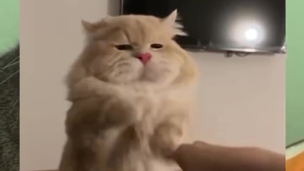 Funny and cute cat