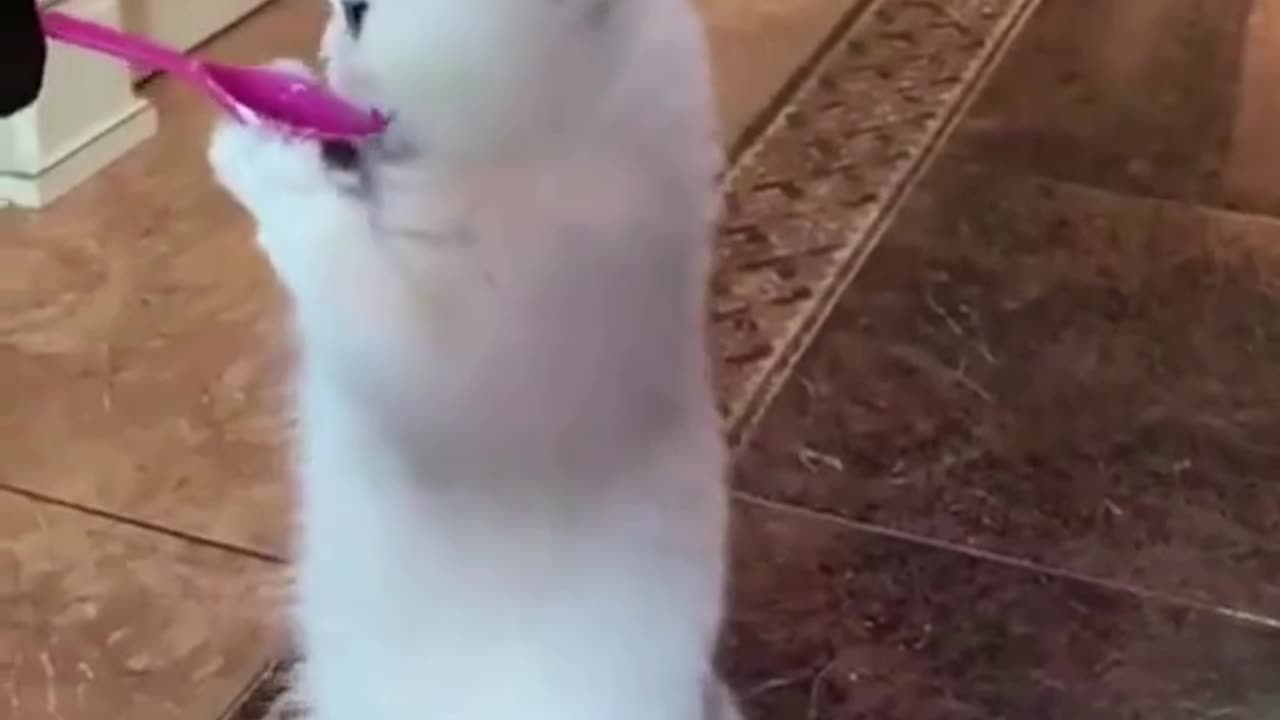 💕Very_very_funny_cats_and_dogs_🤣🤣