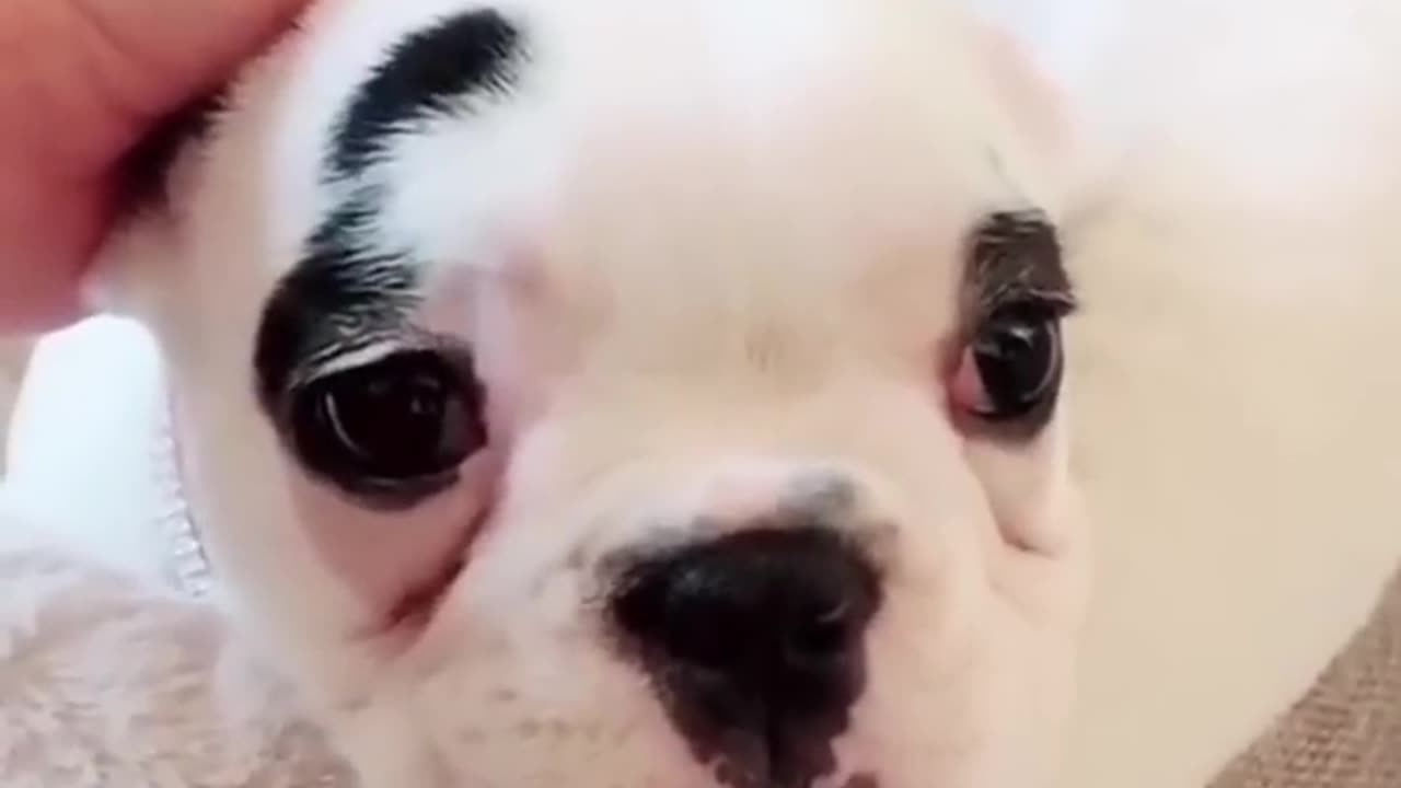 Funny Dogs Moment #shorts