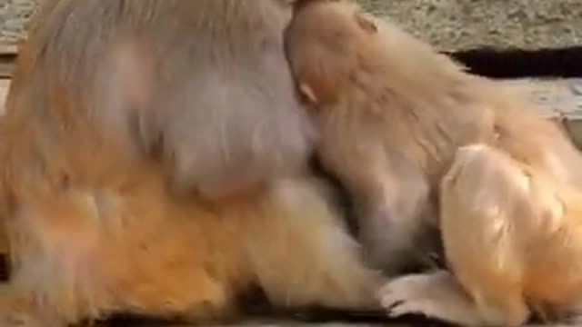 Monkeys kiss