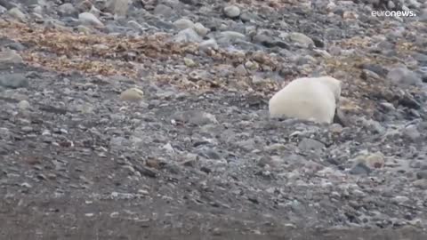 Film of polar bear eating reindeer seen as evidence of climate change
