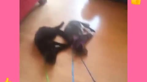 Cute FUNNY ANIMALS 2023 - Funny Videos 3390